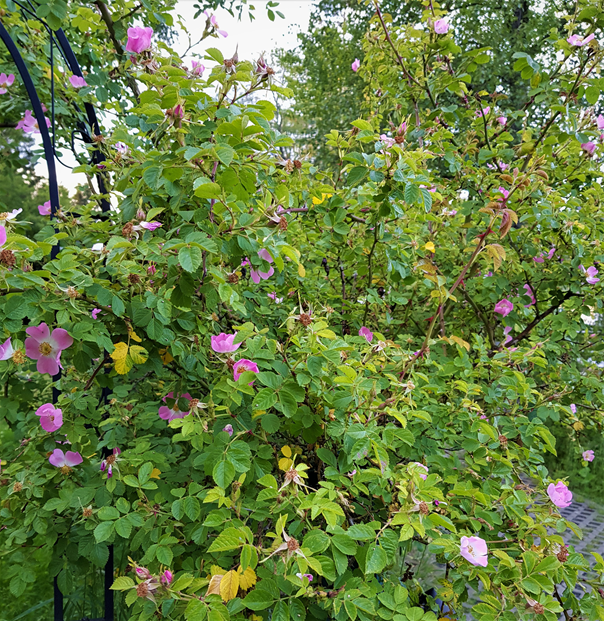 wild rosebush